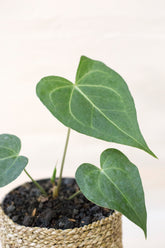 Anthurium clarinervium x